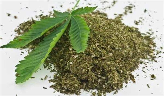 भागलपुर: 81 किलो गांजा बरामद