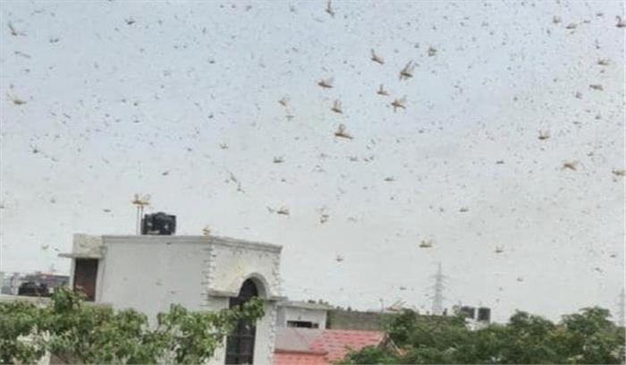 बिहार में टिड्डी दलों का हमला, 20 जिलों में अलर्ट