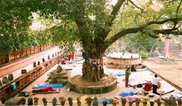 बिहार : पवित्र महाबोधि वृक्ष की शाखा टूट कर गिरी