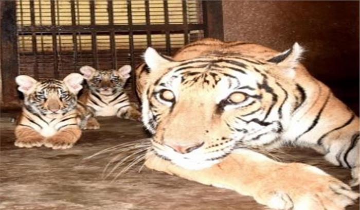 बिहार : 3 लोगों की जान लेने वाली बाघिन को वन विभाग ने पकड़ा, पटना चिड़ियाघर में किया जाएगा शिफ्ट