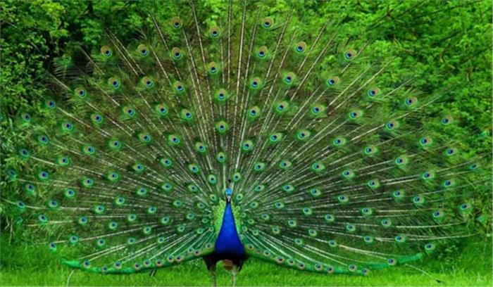 बिहार : आरण : एक ऐसा गांव जहां आपका स्वागत मोर करेंगे