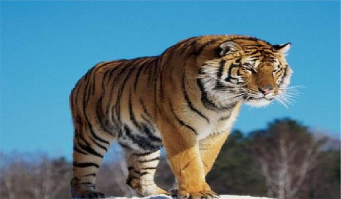 बिहार : वाल्मीकिनगर ब्याघ्र परियोजना में सतर्कता बढ़ी