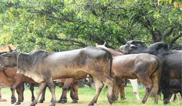 बिहार में पराली से बनेगा पौष्टिक पशु चारा