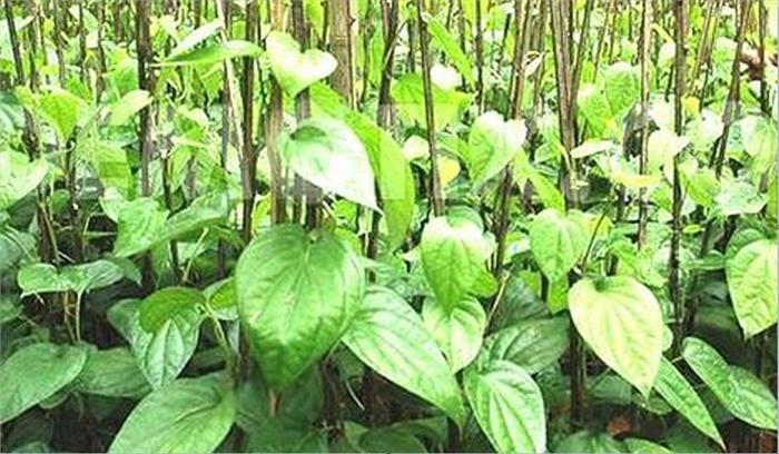 बिहार में अब 17 जिलों में होगी पान की खेती, सरकार देगी अनुदान