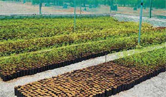 कोसी में होगी ग्रीन गोल्ड की खेती, बढ़ेगी किसानों की आय