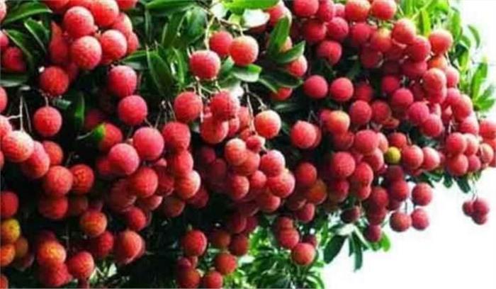 बिहार : लीची किसानों की बदलेगी किस्मत, कोका कोला 11 हजार करोड़ रुपये निवेश करेगी