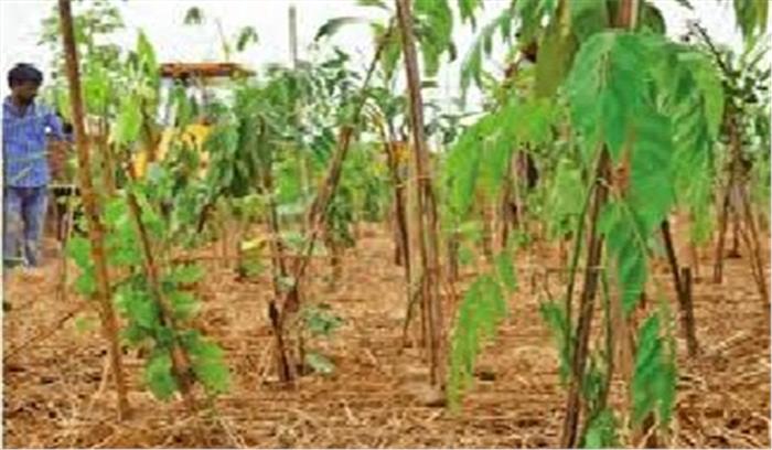 बिहार में मिशन 2.51 करोड़ पौधरोपण तहत हर पंचायत में लगेंगे 1400 पौधे