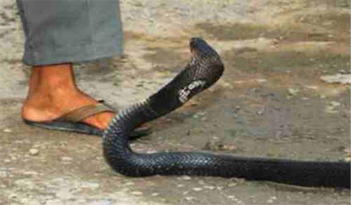 बिहार : सांप काटने से मौत पर 5 लाख मुआवजे का प्रावधान, 5 साल से कोई दावा नहीं