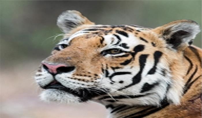 राजगीर में अब दहाड़ेंगे बाघ, 480 एकड़ इलाके में बन रही सफारी