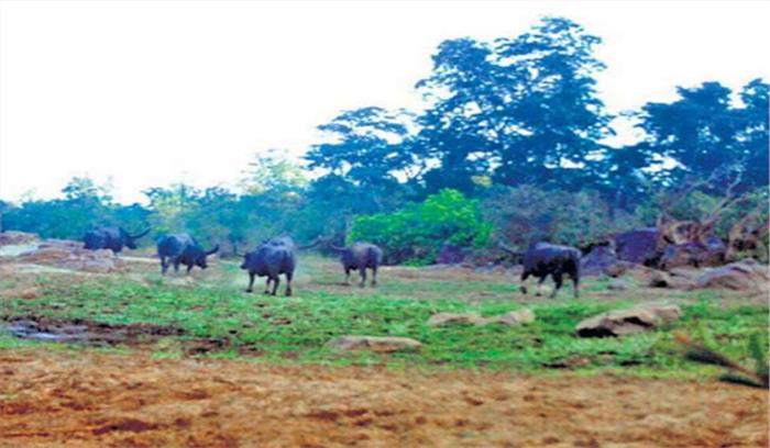 बीजापुर में सेंड्रा के जंगल में वन भैंसों का झुंड देखा गया