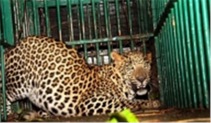 उप्र में तेंदुए के 3 शावक बचाए गए