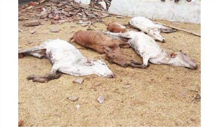 बीकानेर : जहरीला चारा खाने से गौशला की 62 गायों की मौत