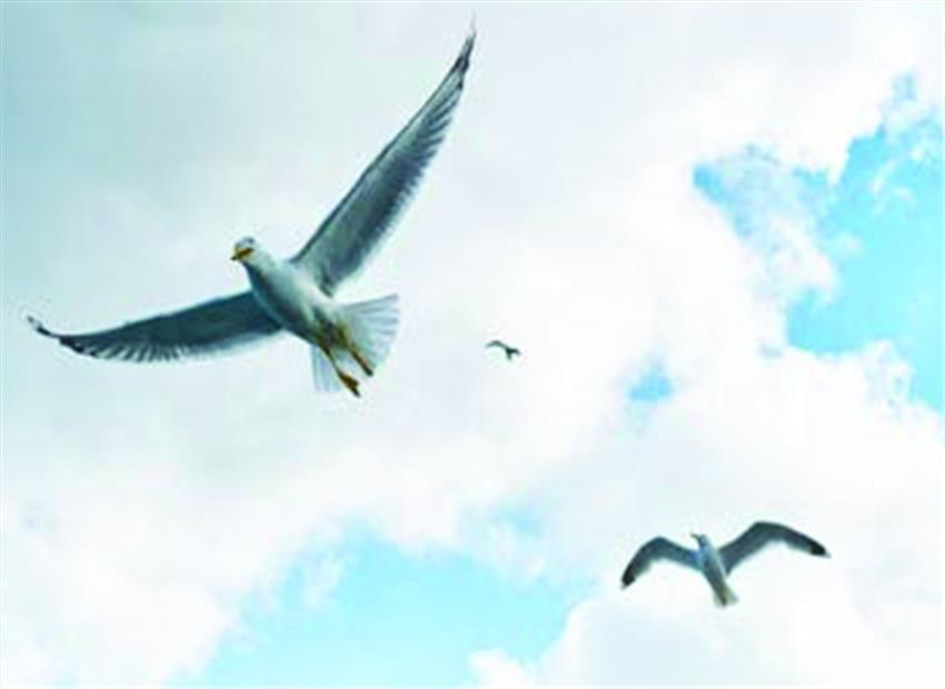 पक्षी विहार में भी सुरक्षित नहीं है पक्षी पक्षी विहार में भी सुरक्षित नहीं है पक्षी