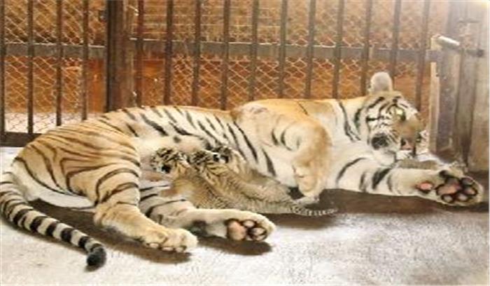 चार बाघ शावको का हुआ जन्म