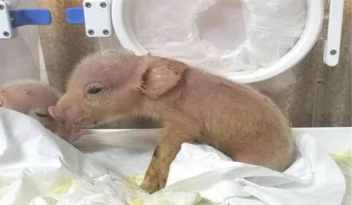 वैज्ञानिकों ने दुनिया का पहला बंदर व सूअर हाइब्रिड बनाया