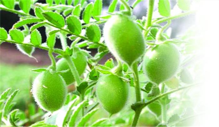 देश में शुरू हुई बीटी बैंगन की अवैध खेती देश में शुरू हुई बीटी बैंगन की अवैध खेती