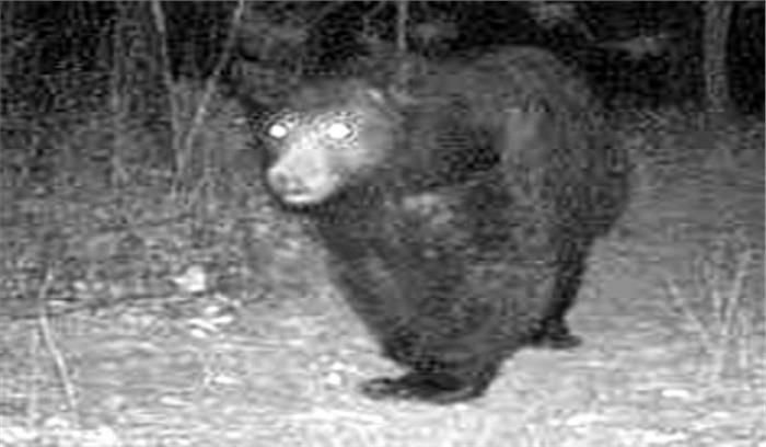 संयंत्र परिसर में घुसा भालू नहीं मिला, वापस लौटी रेस्क्यू टीम