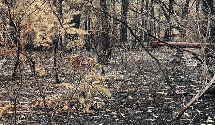 आस्ट्रेलिया में जंगल में लगी आग में दो हजार से अधिक कोआला जीवों के मरने की आशंका