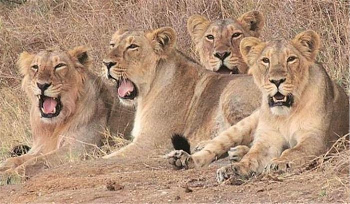 इटावा सफारी पार्क के डॉक्टर करेंगे गुजरात के शेरों का इलाज इटावा सफारी पार्क के डॉक्टर करेंगे गुजरात के शेरों का इलाज