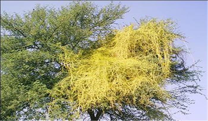 सावधान! दम तोड़ रही पर्यावरण संरक्षण की मुहिम