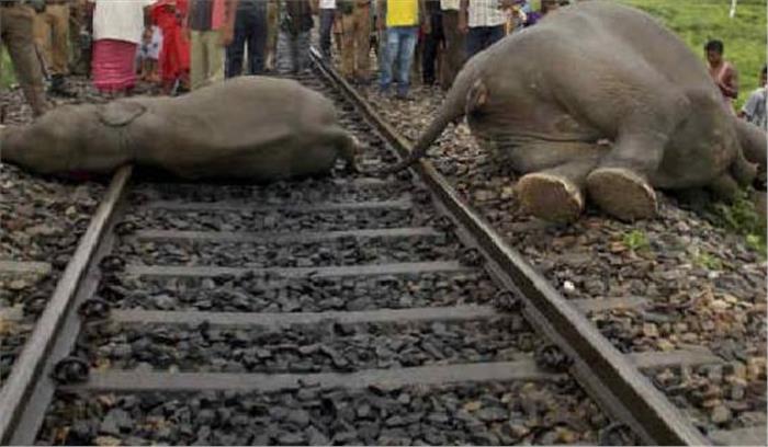 झारखंड: ट्रेन की चपेट में आने से हाथी की मौत