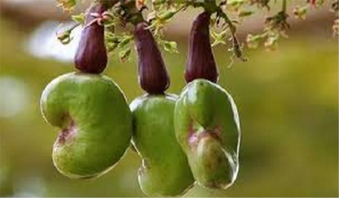 कम पैदावार के कारण काजू के पेड़ों को काटा जा रहा है