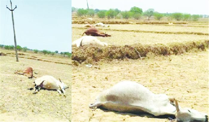 करेंट की चपेट में 9 मवेशियों की मौत