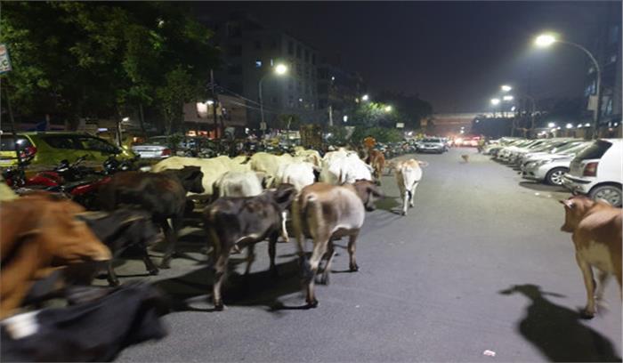 पशुगणना : गायों की आबादी 18 फीसदी बढ़ी, गदहों की संख्या 61 फीसदी घटी