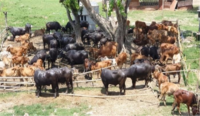 मवेशी तस्करी : बीएसएफ के पूर्व कमांडेंट समेत 7 अन्य के खिलाफ चार्जशीट दाखिल