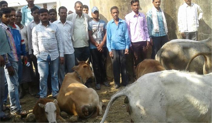 पशुओं को खुला छोड़ने पर मालिको के खिलाफ होगी कार्रवाई