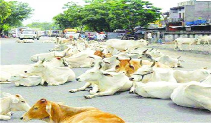 आवारा पशुओं का चौक-चौराहों में डेरा, लोग हलाकान