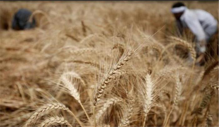 17,994 करोड़ का सीसीएल जारी किया केंद्र ने, गेहूं खरीद के लिए