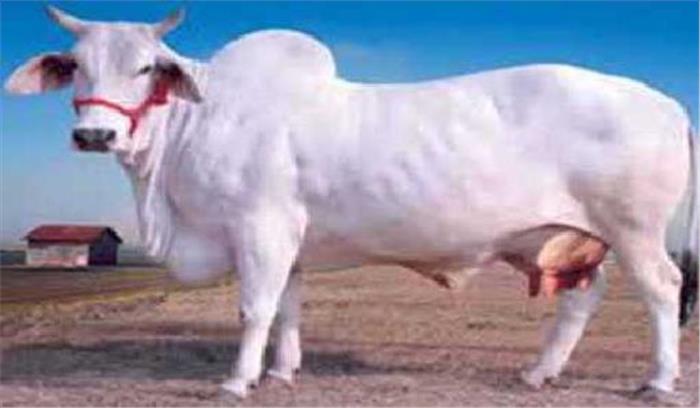 हत्या के लिए मवेशियों के खरीद-फरोख्त पर बैन