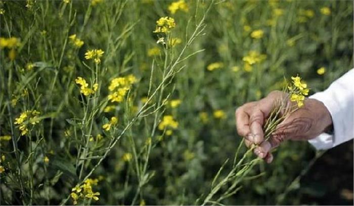 जीएम सरसों की व्यावसायिक ब्रिकी पर कोई निर्णय नहीं लिया गया