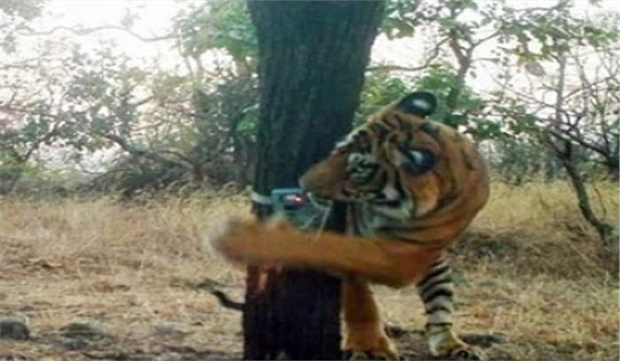 छग : भोरमदेव अभ्यारण्य में ट्रैप कैमरे में कैद हुए बाघ-बाघिन 