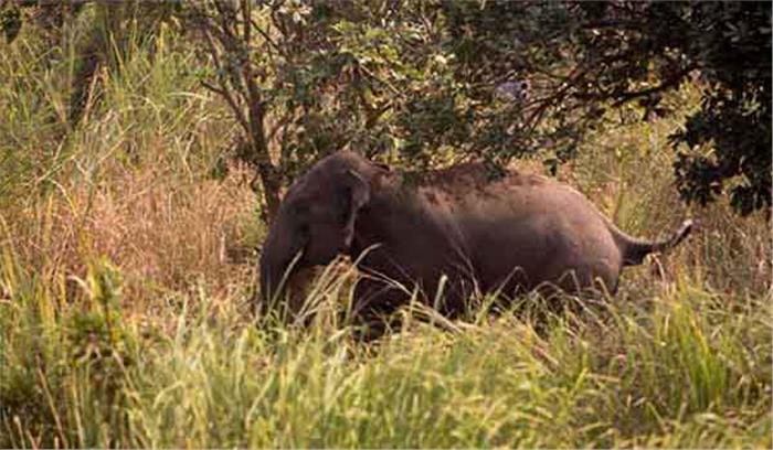 छग : जंगली हाथियों की गतिविधियों पर पैनी निगाह रखने से ग्रामीणों को मिली राहत