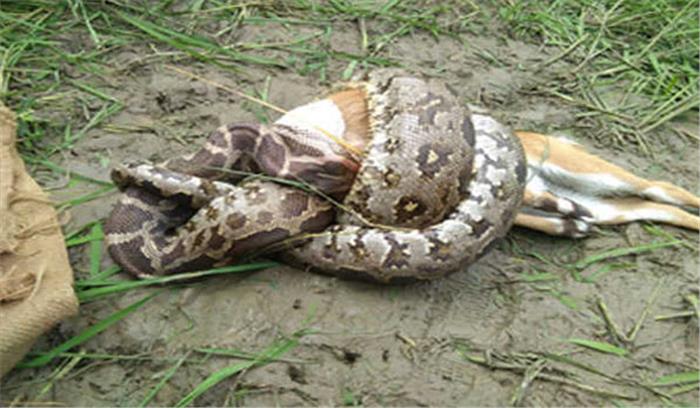 उत्तर प्रदेश :वन अधिकारियों ने पहली बार देखा अजगर का लाइव शिकार