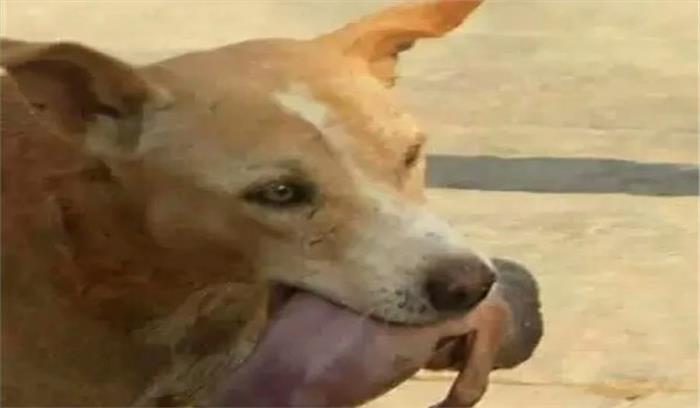 नाले में फेंकी गई बच्ची को आवारा कुत्तों ने बचाया नाले में फेंकी गई बच्ची को आवारा कुत्तों ने बचाया