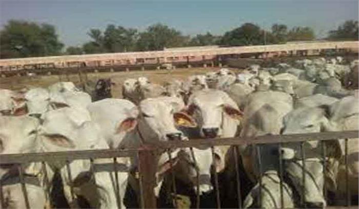 हरियाणा : गौवंश संरक्षण एवं गौसंवर्द्धन अधिनियम में संशोधन