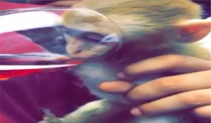 चंडीगढ़ : बंदर रखने के अरोप में टैटू आर्टिस्ट गिरफ्तार