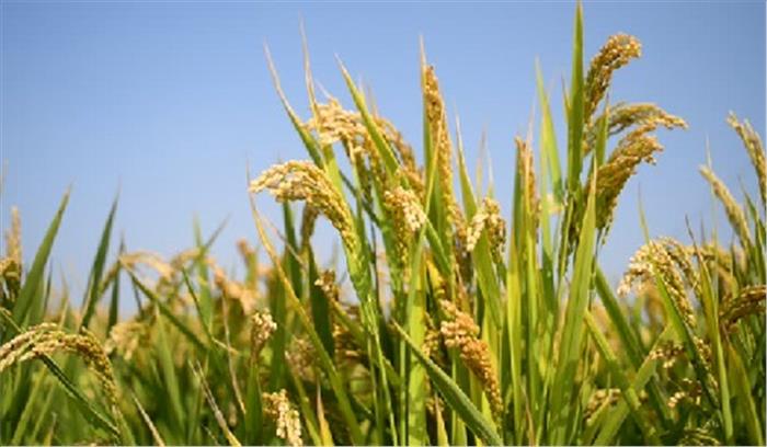 पराली जलाने वाले पंचायत चुनाव नहीं लड़ सकेंगे :बाजवा पराली जलाने वाले पंचायत चुनाव नहीं लड़ सकेंगे :बाजवा