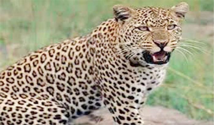 तेंदुये को लेकर मचा हड़कंप लेकिन था फिशिंग कैट