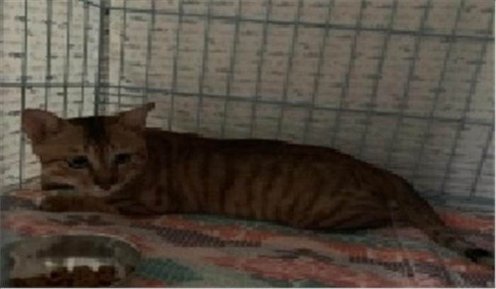 चीन से आई बिल्ली 3 महीने बाद क्वारंटाइन से मुक्त हुई