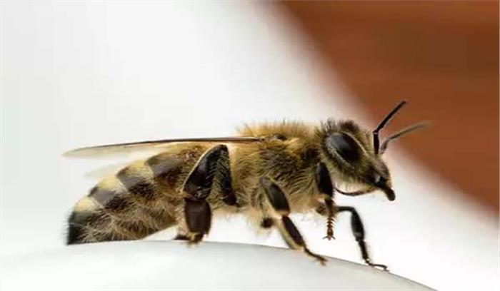 छग : मधुमक्खियों के हमले में 40 बच्चे घायल