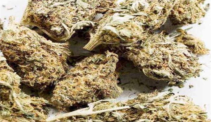 आेडिसा के 3 लोगों को गांजा तस्करी के आरोप में गिरफ्तार किया