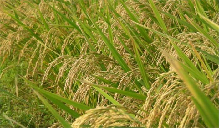 छत्तीसगढ़: समर्थन मूल्य पर धान एवं मक्के की खरीद आज से शुरु