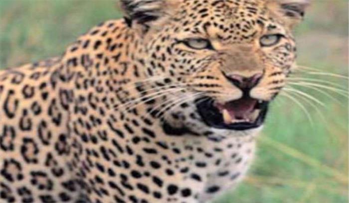 ग्रामीणों ने तेंदुए को पिंजरे में किया कैद