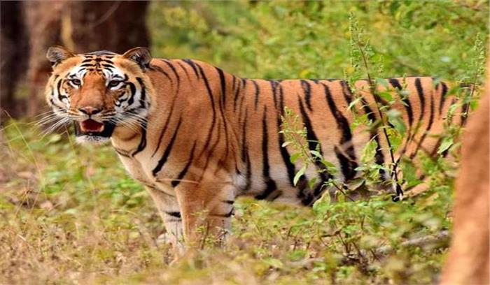 छत्तीसगढ़ में देखा गया मध्यप्रदेश का बाघ