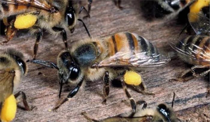 मधुमक्खियों के हमले से किसान की मौत