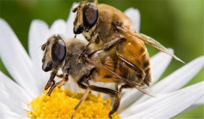 छत्तीसगढ़ :मधुमक्खियों के हमले से बालिका की मौत